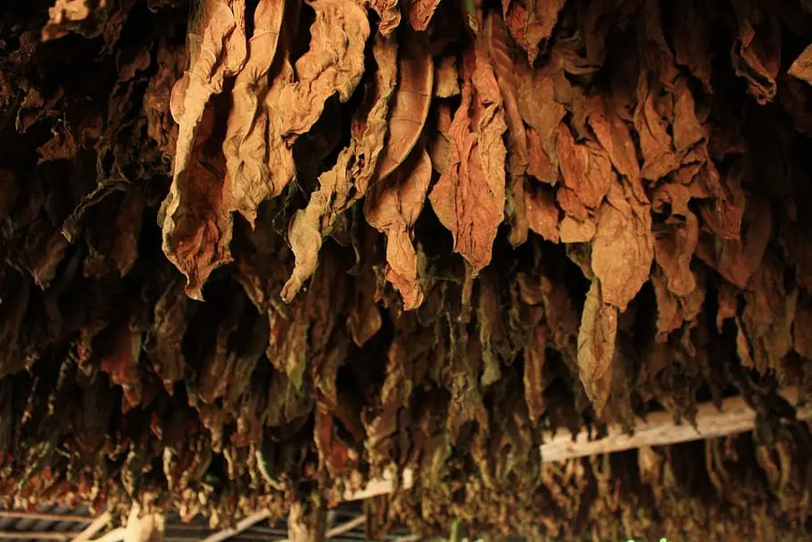 tobacco leaves drying and fermenting. 